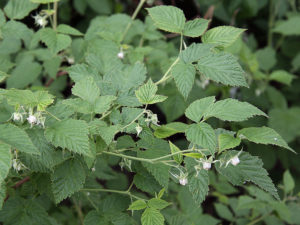 plantes douleur règles toulouse saint jean lerude naturopathie acupuncture